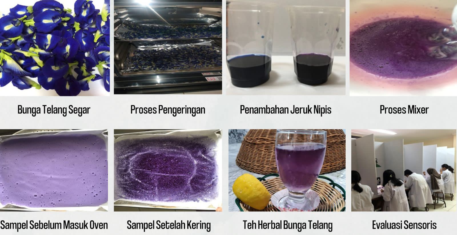 Cool! Master of Food Technology, FTP Unud Students, Develop Functional Foods Instant Powder of Butterfly pea Flower with Encapsulation Technique