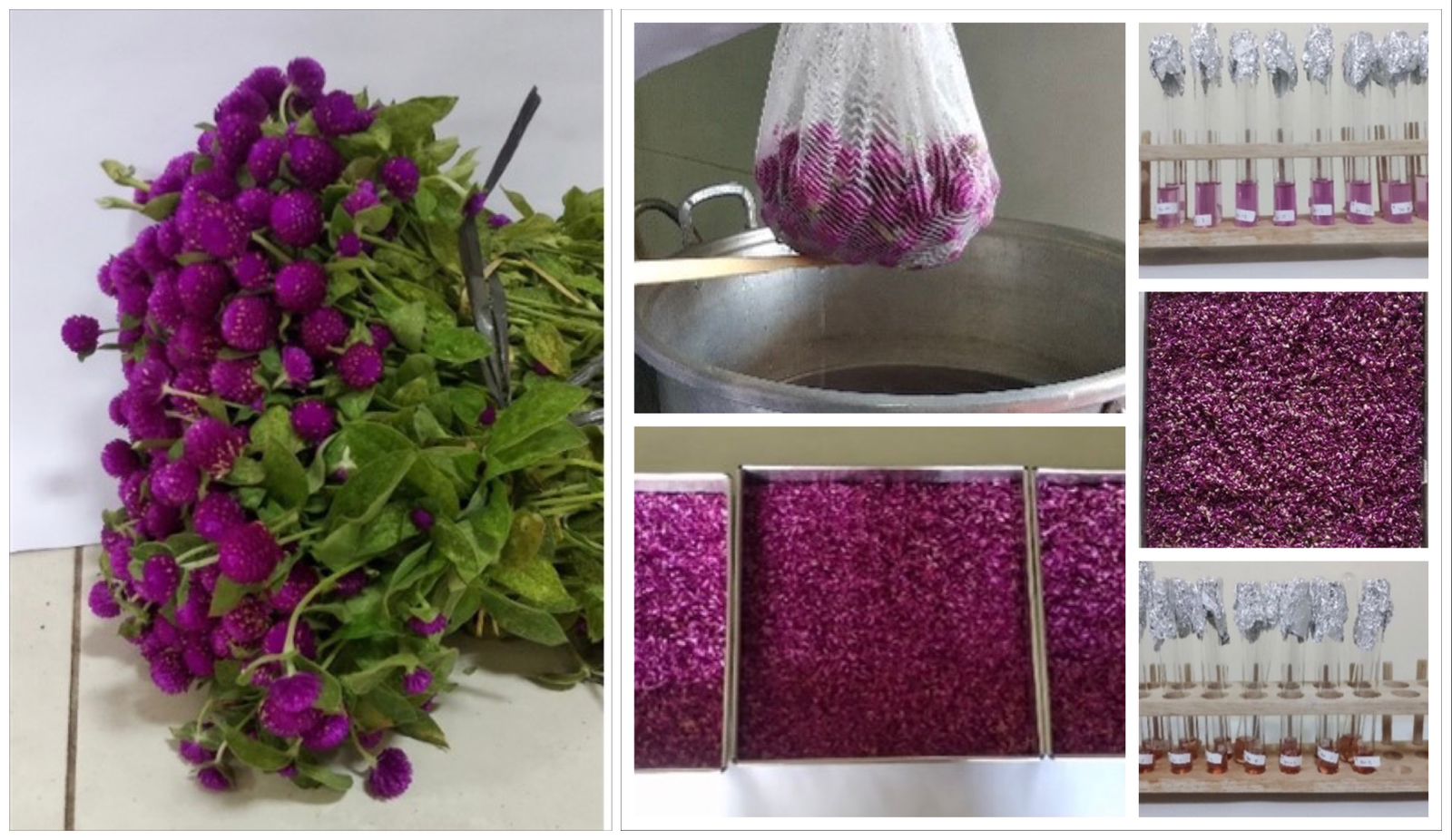Successfully Obtaining a Bachelor Degree in Agricultural Technology, Evita Uses Hot Water Blanching Technique To Get The Best Color To Produce Knob Flower Powder